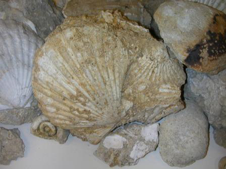 Moon Snail from Pliocene Beach 2